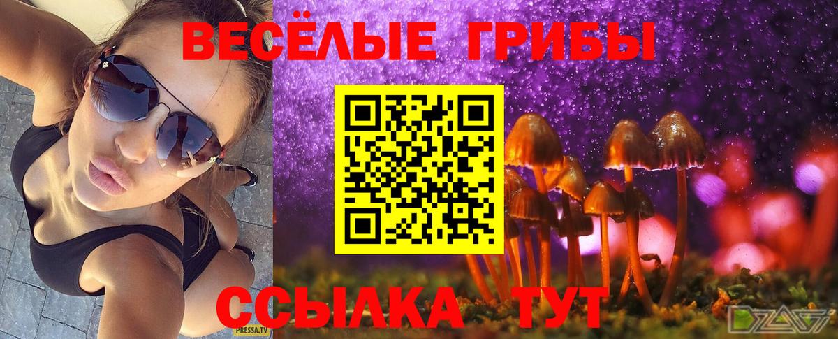 Псилоцибиновые грибы Psilocybine cubensis Курчатов