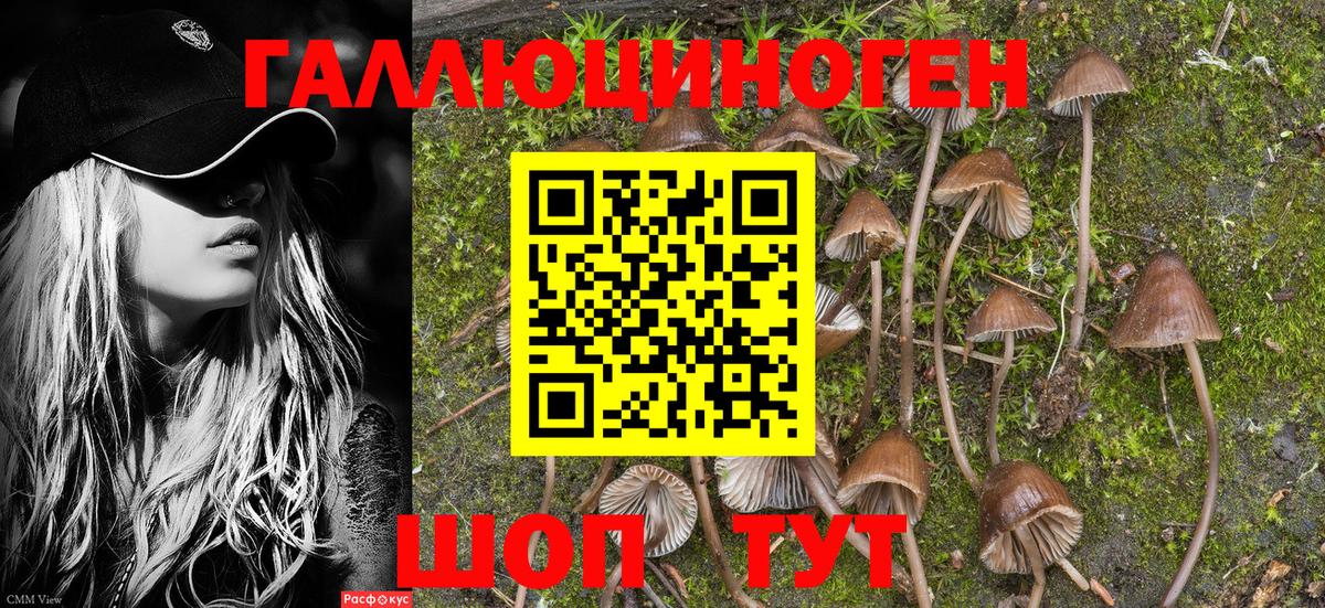 Курчатов  Псилоцибиновые грибы GOLDEN TEACHER  магазин  наркотиков  Вход с VPN 